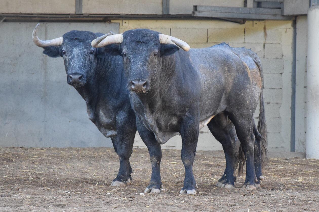 Toros de distintas ganaderías para el 7 de septiembre de 2019 en Arles