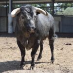 Toros de distintas ganaderías para el 7 de septiembre de 2019 en Arles