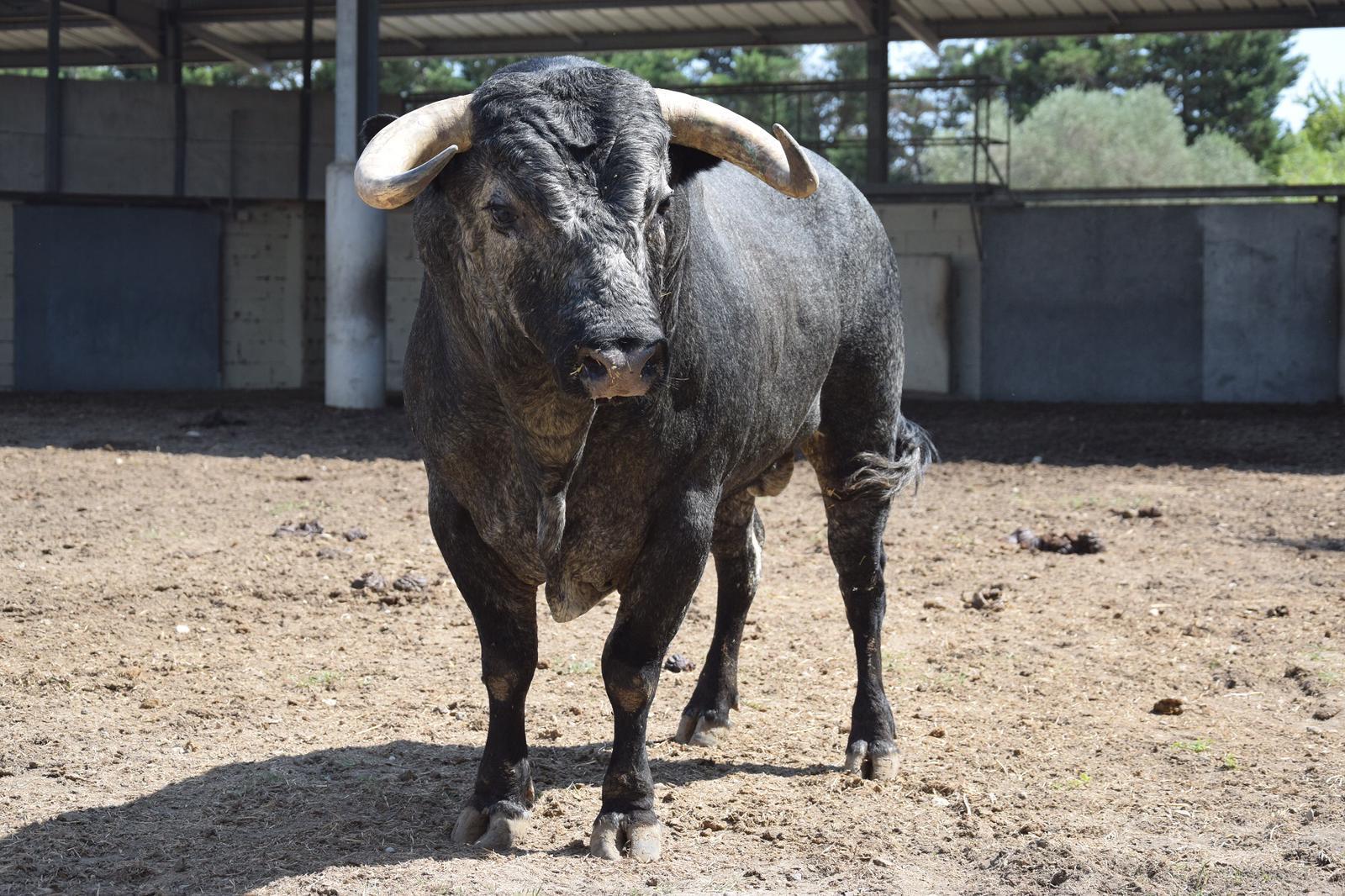 Toros de distintas ganaderías para el 7 de septiembre de 2019 en Arles