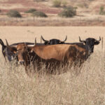 La rastrojera, el paraíso estival en El Carrizal