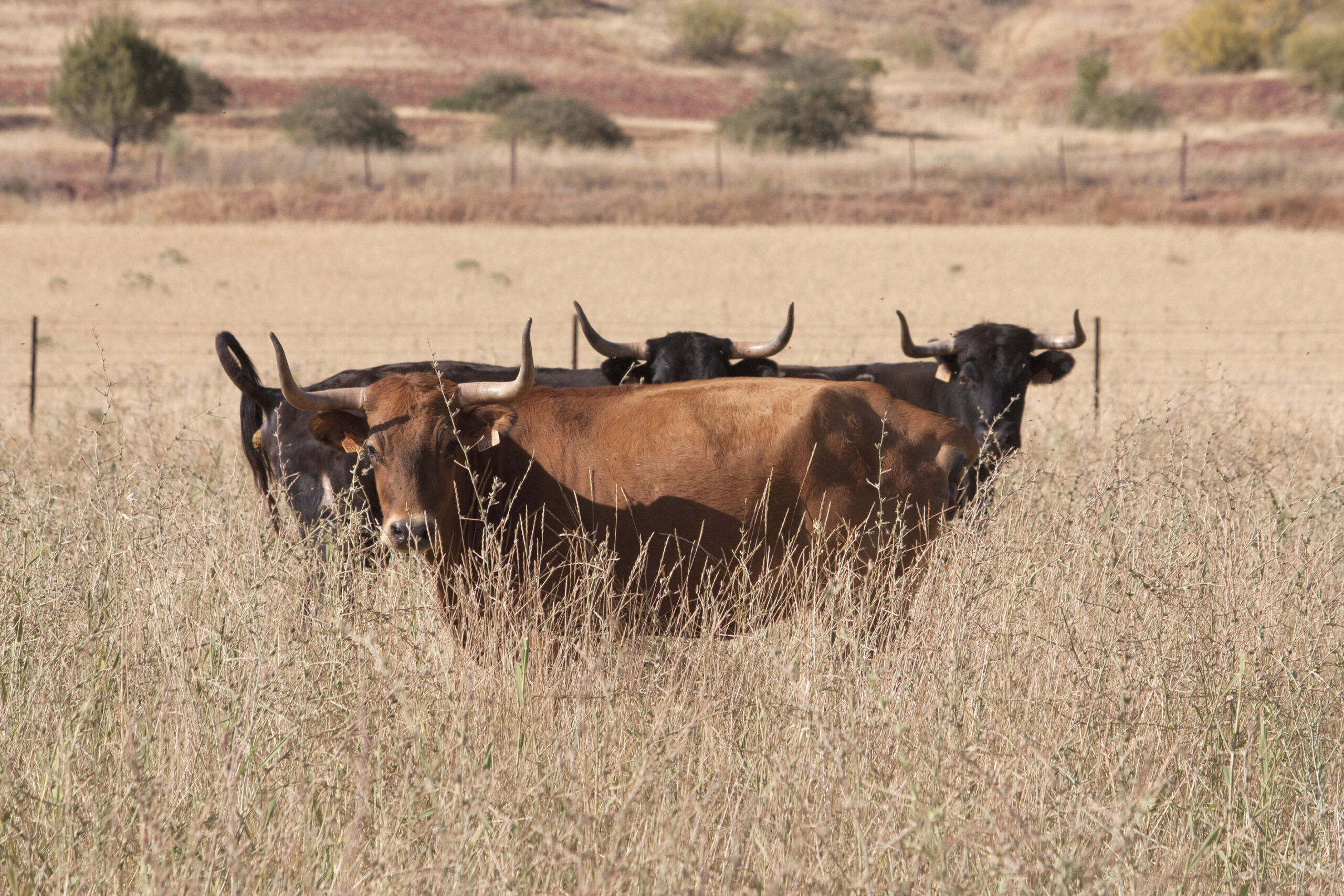 La rastrojera, el paraíso estival en El Carrizal