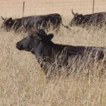 La rastrojera, el paraíso estival en El Carrizal