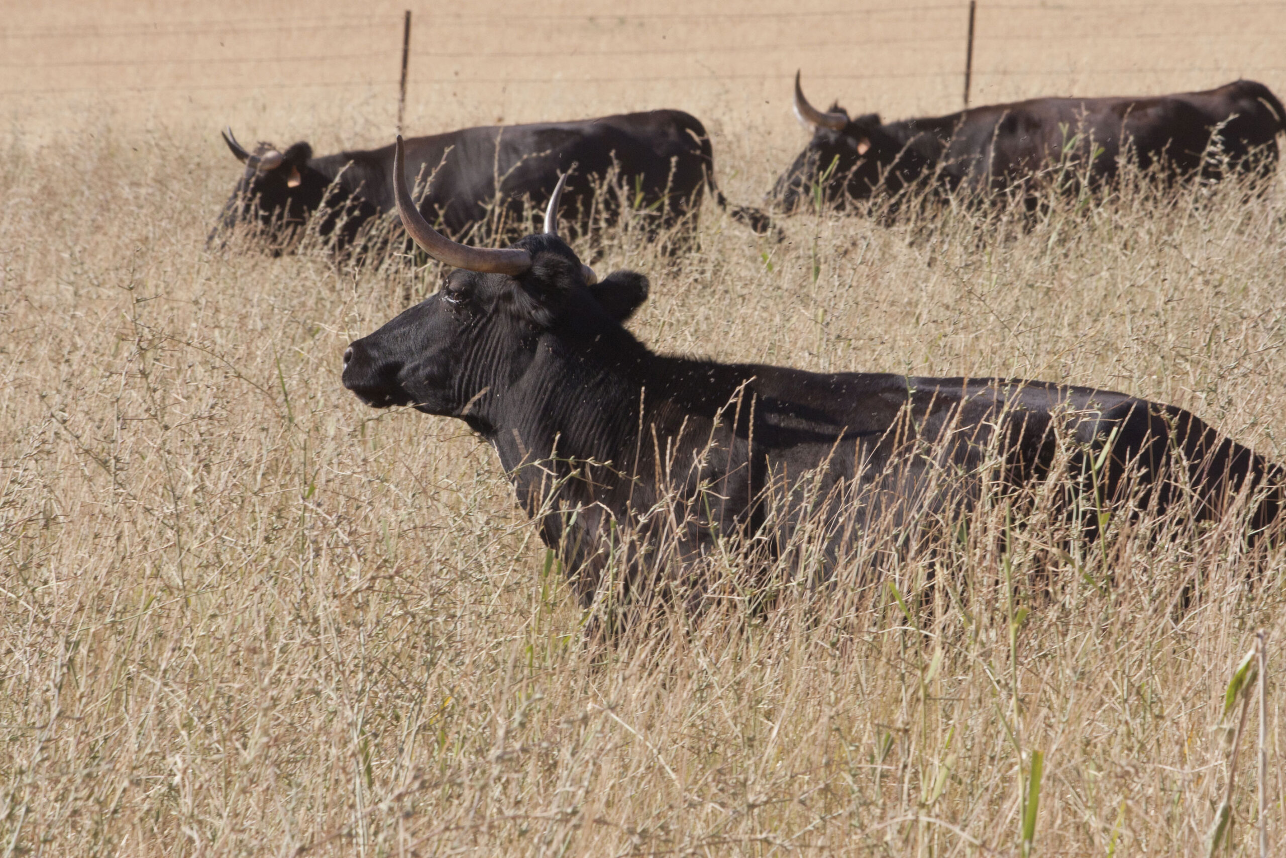 La rastrojera, el paraíso estival en El Carrizal