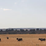 La rastrojera, el paraíso estival en El Carrizal