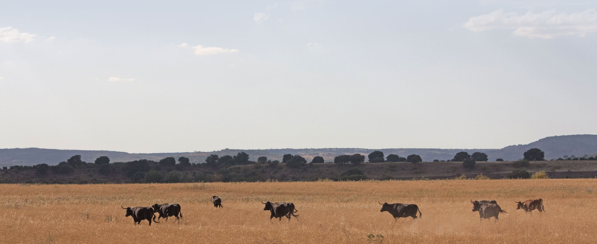 La rastrojera, el paraíso estival en El Carrizal