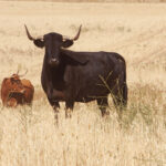 La rastrojera, el paraíso estival en El Carrizal