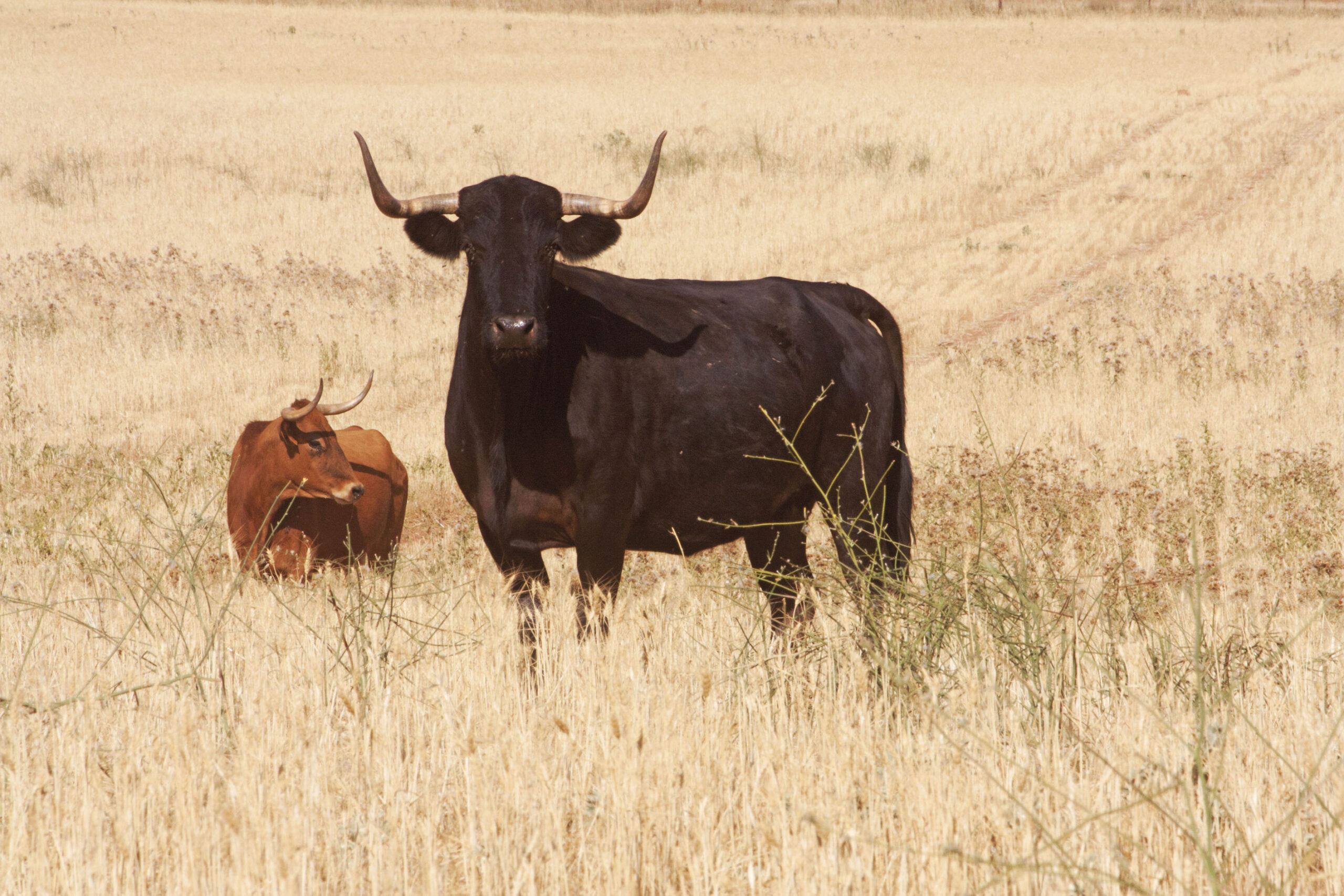 La rastrojera, el paraíso estival en El Carrizal