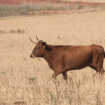 La rastrojera, el paraíso estival en El Carrizal
