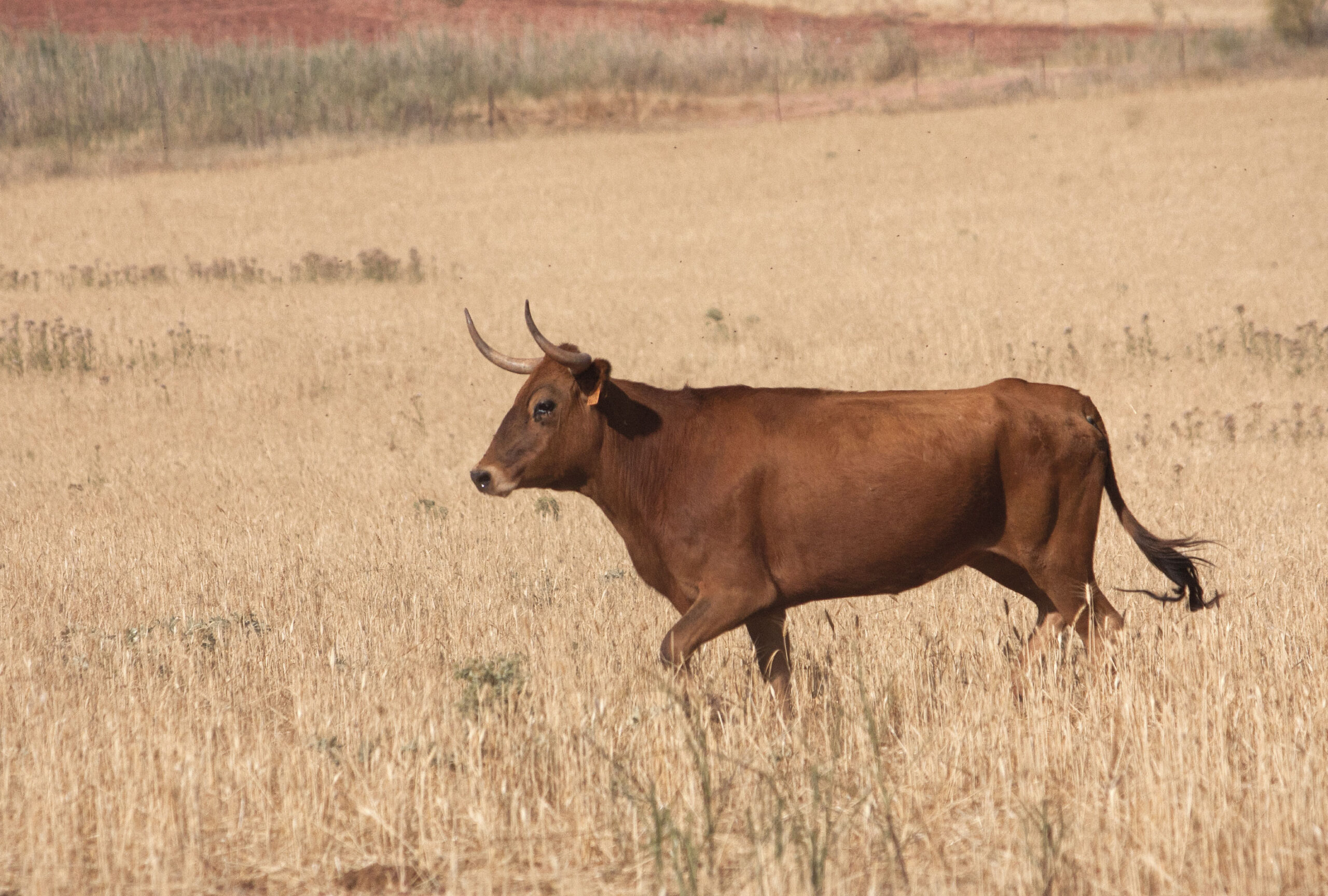 La rastrojera, el paraíso estival en El Carrizal