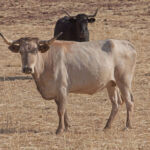 La rastrojera, el paraíso estival en El Carrizal