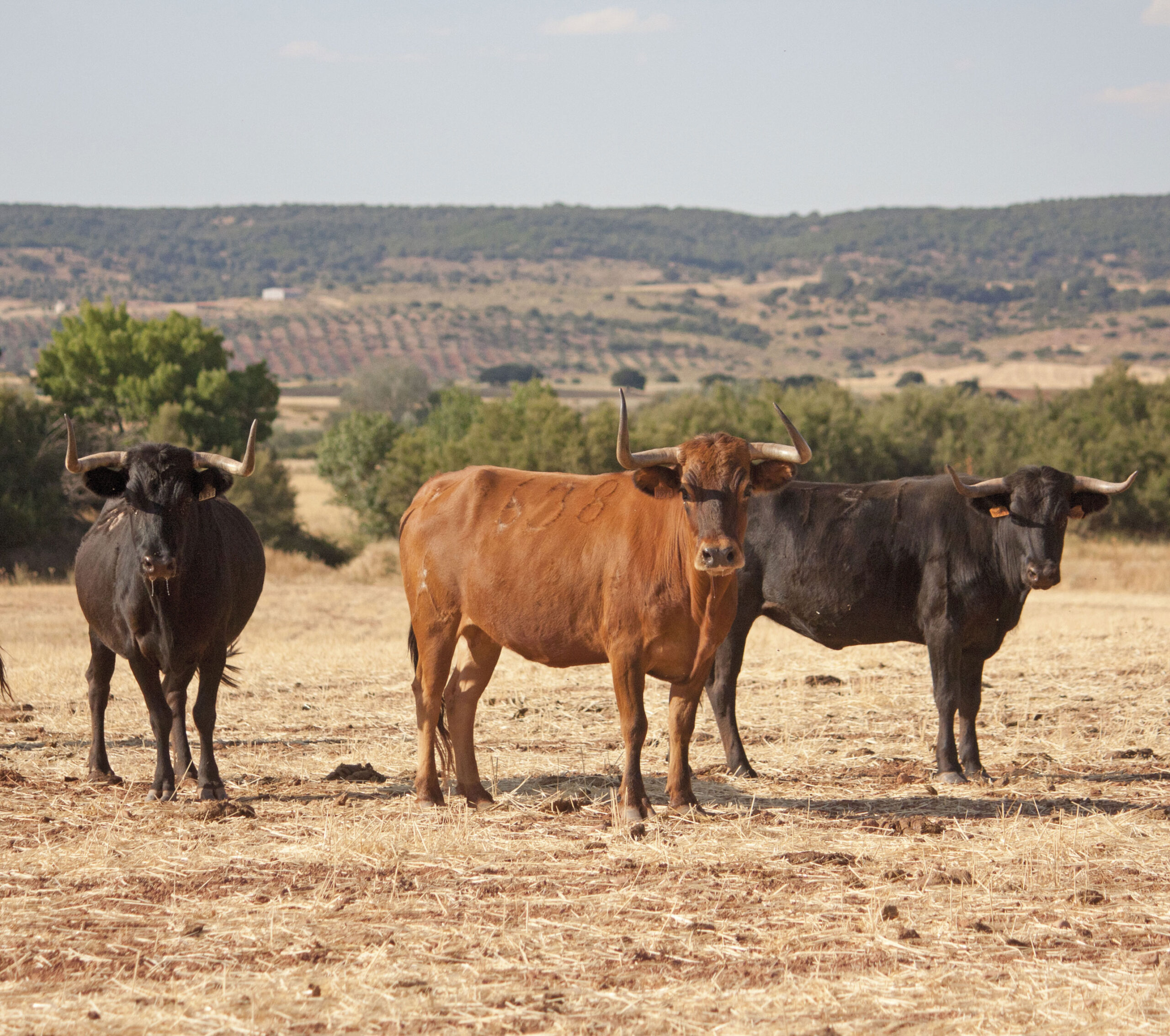 La rastrojera, el paraíso estival en El Carrizal