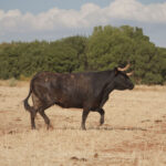 La rastrojera, el paraíso estival en El Carrizal