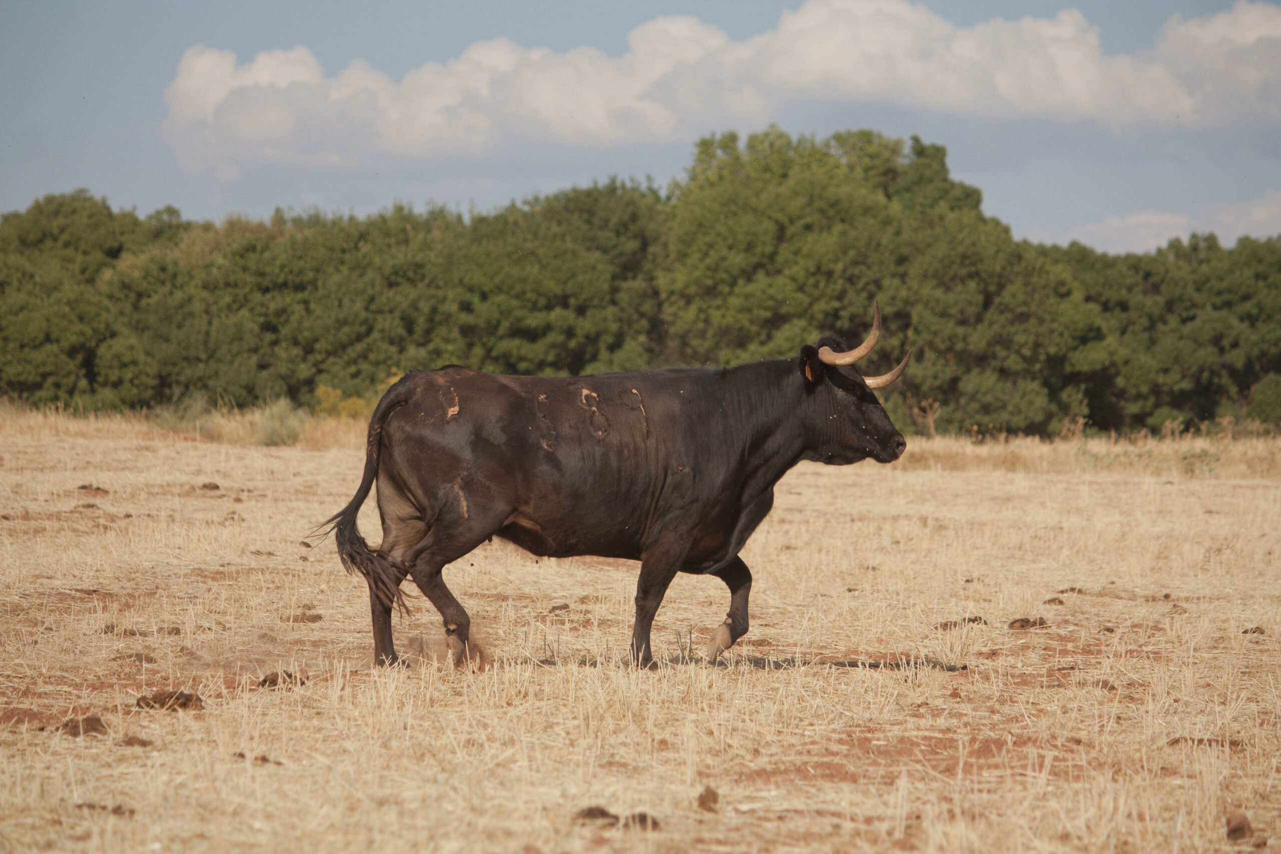 La rastrojera, el paraíso estival en El Carrizal
