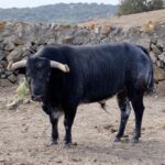 Toro de La Quinta