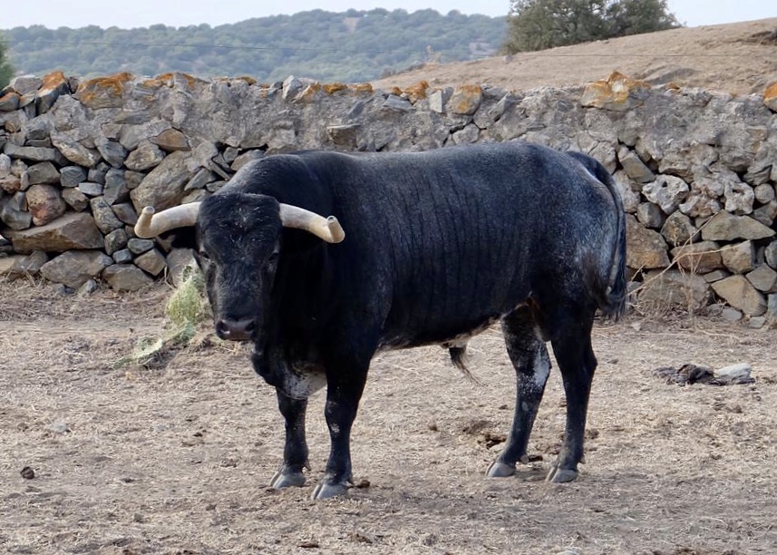 Toro de La Quinta