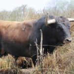 Toros de Robert Margé para el 13 de septiembre de 2019 en Nimes.