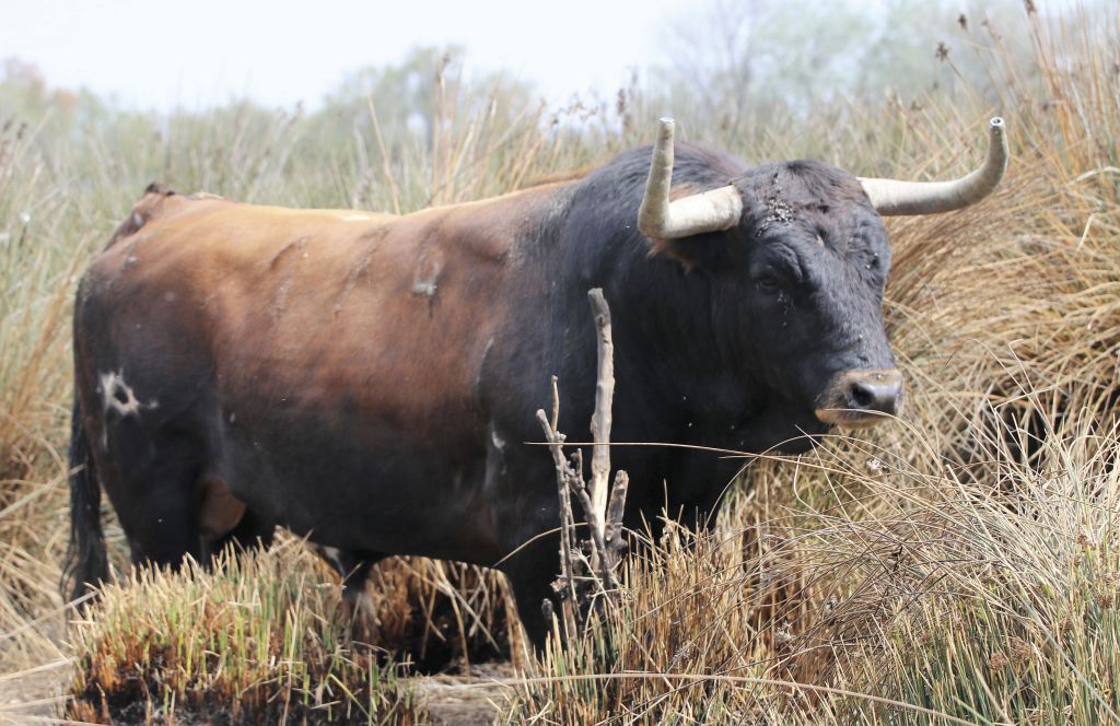 Toros de Robert Margé para el 13 de septiembre de 2019 en Nimes.