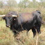Toros de Robert Margé para el 13 de septiembre de 2019 en Nimes.