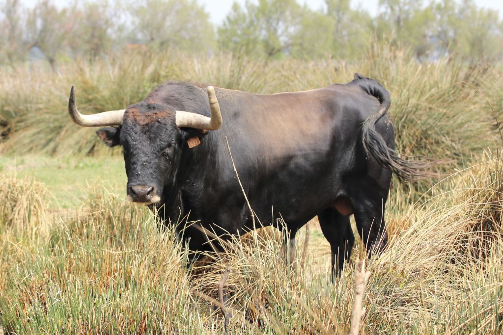 Toros de Robert Margé para el 13 de septiembre de 2019 en Nimes.