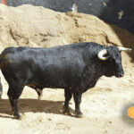 Sorteo. Sevilla, sábado 28 de septiembre de 2019