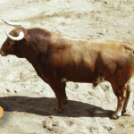 Sorteo. Sevilla, sábado 28 de septiembre de 2019