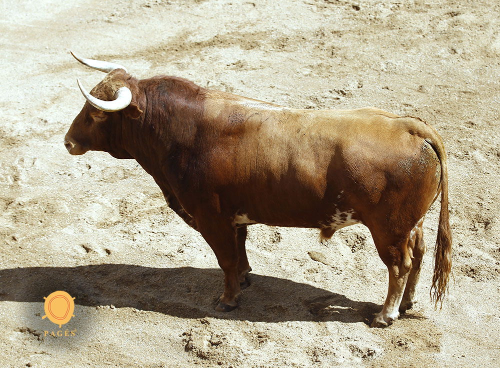 Sorteo. Sevilla, sábado 28 de septiembre de 2019