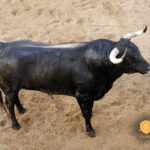 Sorteo. Sevilla, sábado 28 de septiembre de 2019