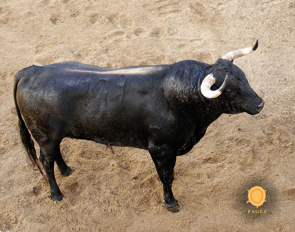 Sorteo. Sevilla, sábado 28 de septiembre de 2019