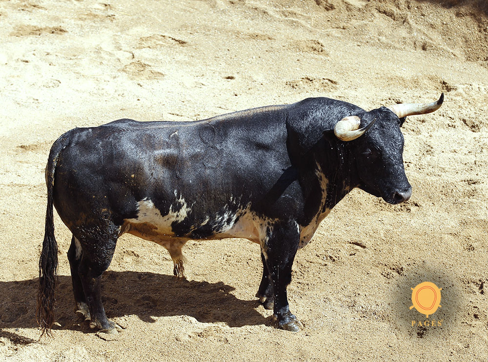 Sorteo. Sevilla, sábado 28 de septiembre de 2019