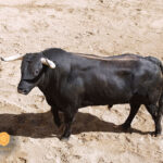 Sorteo. Sevilla, sábado 28 de septiembre de 2019