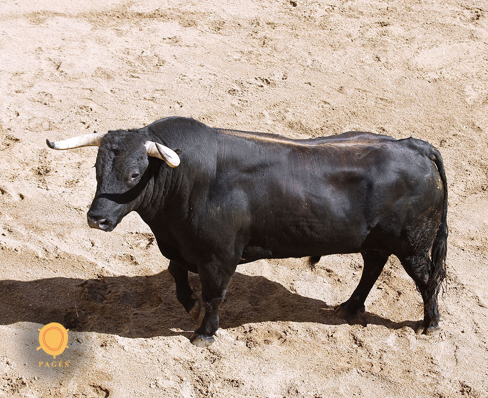 Sorteo. Sevilla, sábado 28 de septiembre de 2019