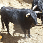 Sorteo. Sevilla, sábado 28 de septiembre de 2019