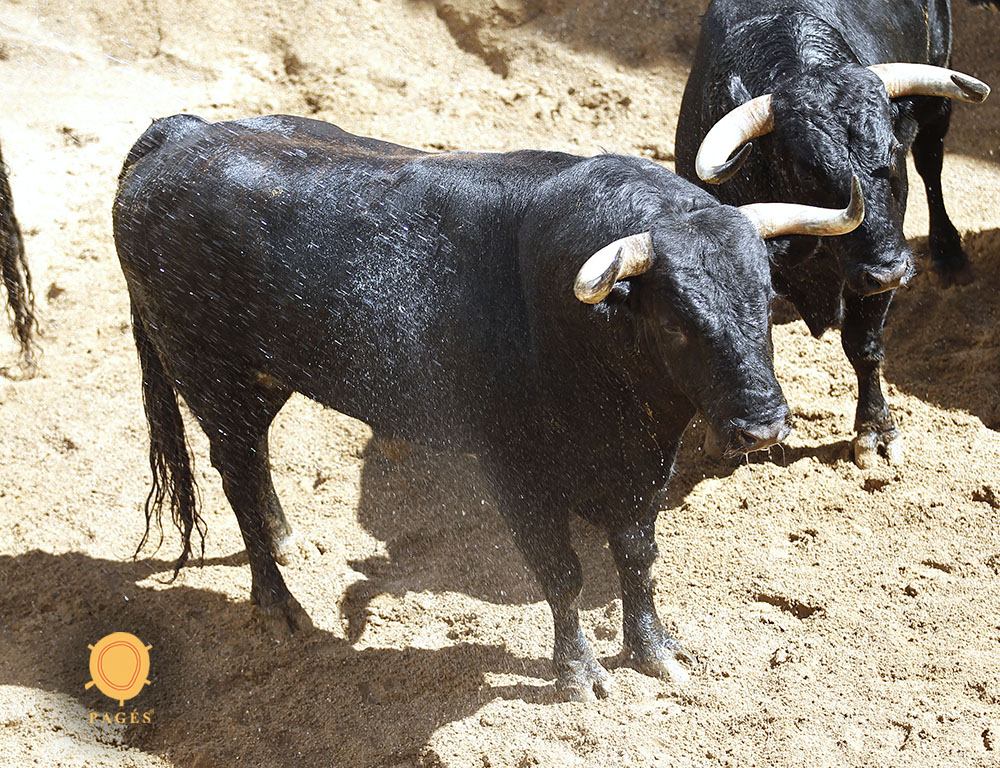 Sorteo. Sevilla, sábado 28 de septiembre de 2019