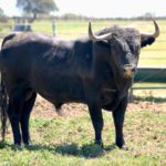 Toro de Victorino Martín