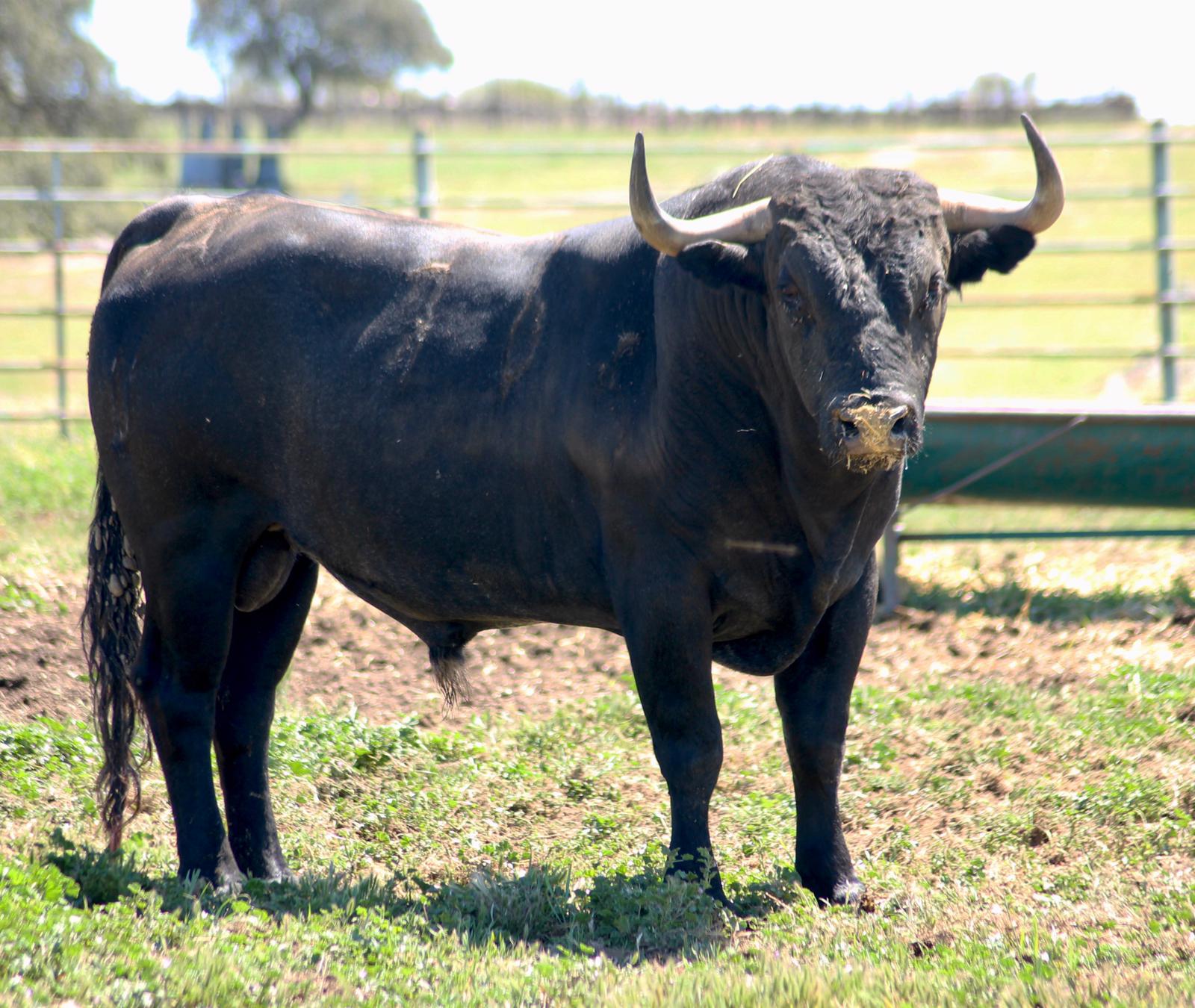 Toro de Victorino Martín