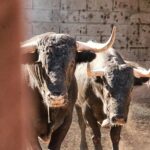 Dax, 7 de septiembre de 2019. Toros de Victorino Martín para Emilio de Justo, como único espada