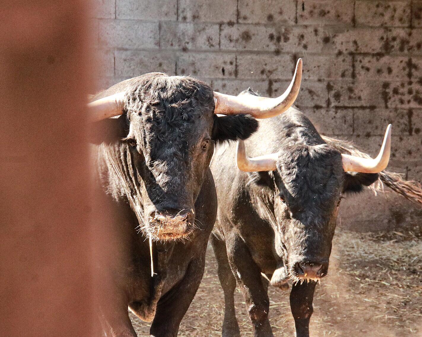 Dax, 7 de septiembre de 2019. Toros de Victorino Martín para Emilio de Justo, como único espada