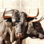 Dax, 7 de septiembre de 2019. Toros de Victorino Martín para Emilio de Justo, como único espada