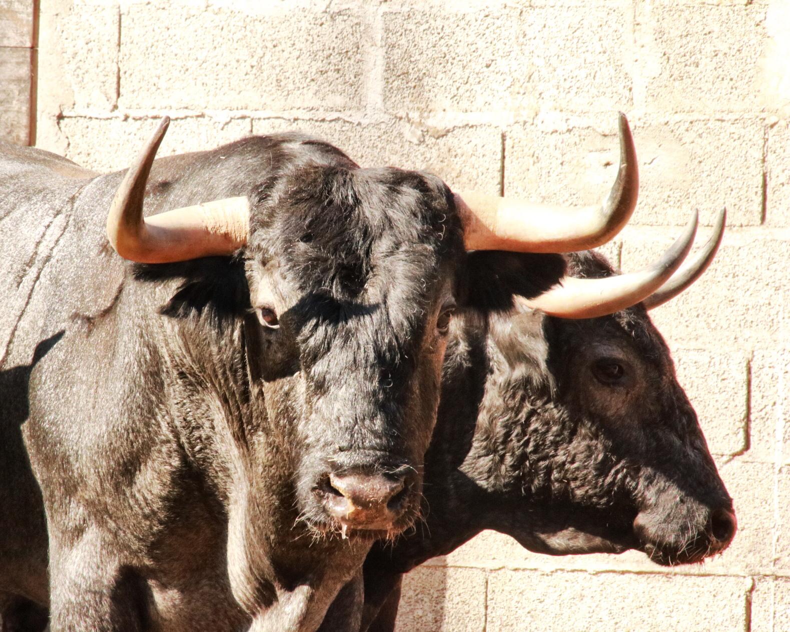 Dax, 7 de septiembre de 2019. Toros de Victorino Martín para Emilio de Justo, como único espada