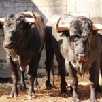 Dax, 7 de septiembre de 2019. Toros de Victorino Martín para Emilio de Justo, como único espada