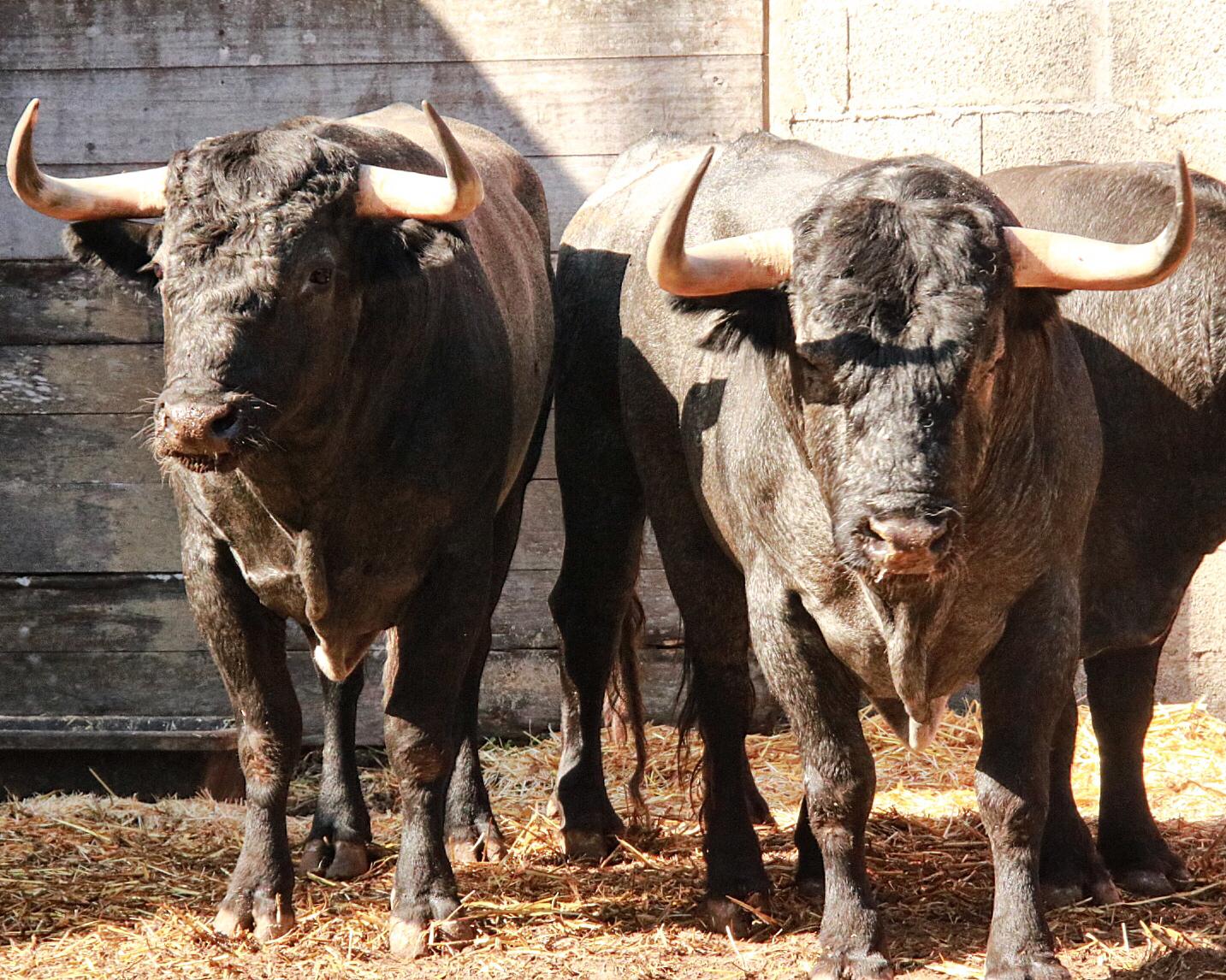 Dax, 7 de septiembre de 2019. Toros de Victorino Martín para Emilio de Justo, como único espada