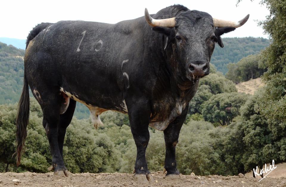 Sorteo. Corella, domingo 29 de septiembre de 2019