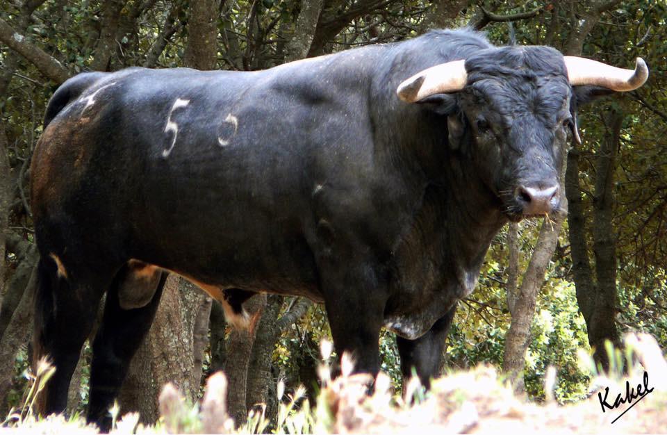 Sorteo. Corella, domingo 29 de septiembre de 2019