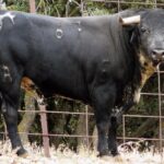 Sorteo. Corella, domingo 29 de septiembre de 2019