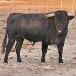 Sorteo. Corella, domingo 29 de septiembre de 2019