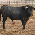 Sorteo. Corella, domingo 29 de septiembre de 2019