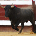 Dax, 7 de septiembre de 2019. Toros de Victorino Martín para Emilio de Justo, como único espada