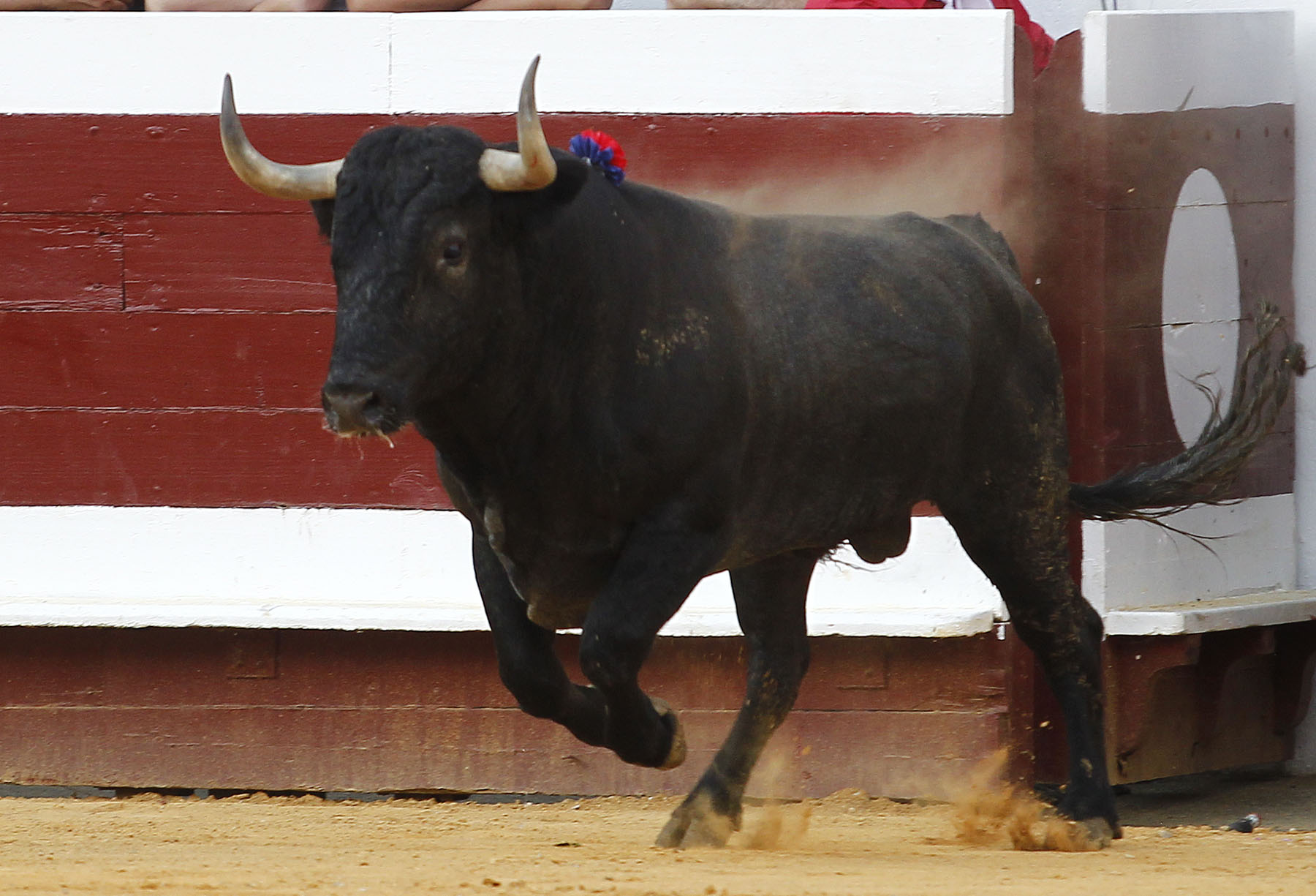 Dax, 7 de septiembre de 2019. Toros de Victorino Martín para Emilio de Justo, como único espada