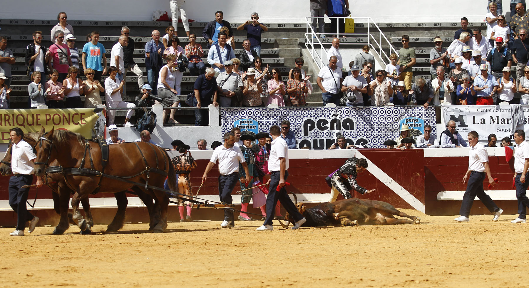 Dax, domingo 8 de septiembre de 2019. Novillada matinal