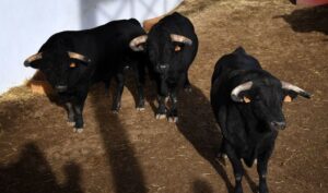 Sorteo. Palencia, domingo 1 de septiembre de 2019